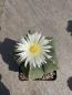 Preview: Astrophytum myriostigma nudum